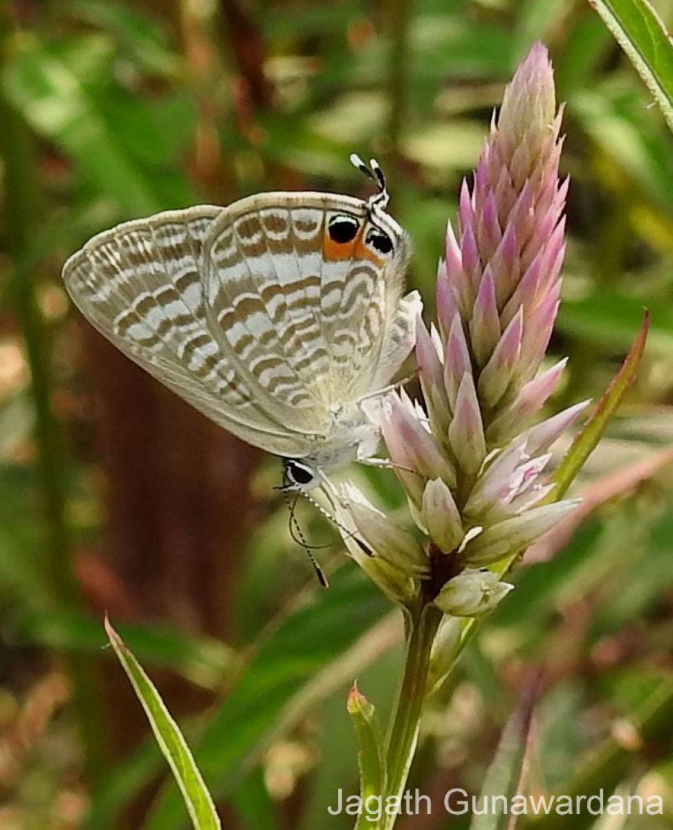 Lampides boeticus Linnaeus, 1767